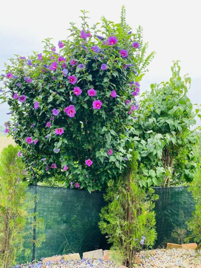 Vaglio Serra A Casa Di Anna Bed & Breakfast エクステリア 写真